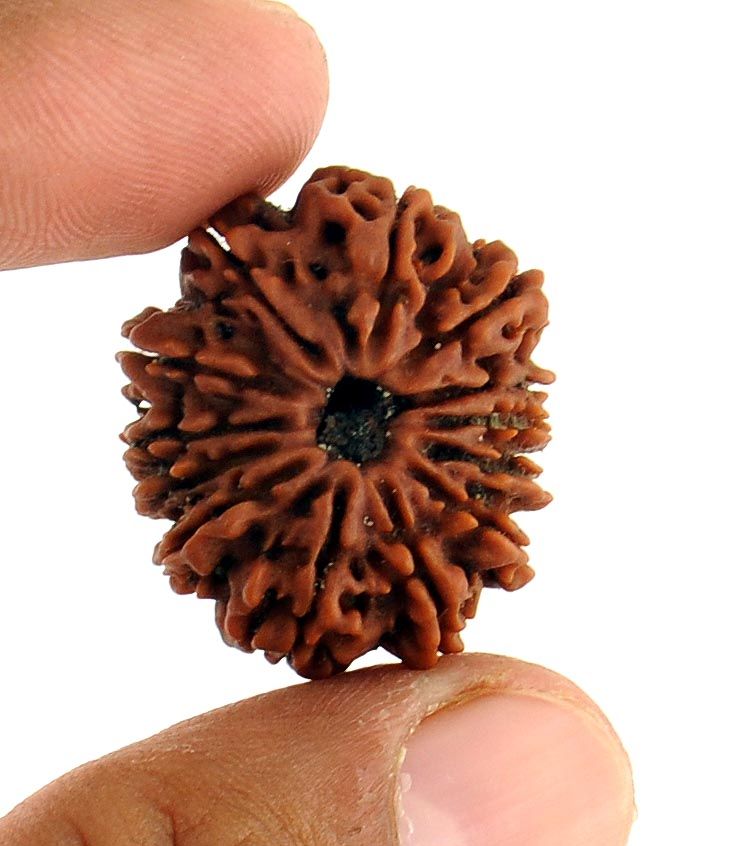 Rudraksha Beads Collection